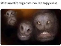 dogs.jpg