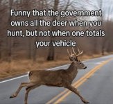 deer.jpg