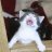 angrycatmeowmeow